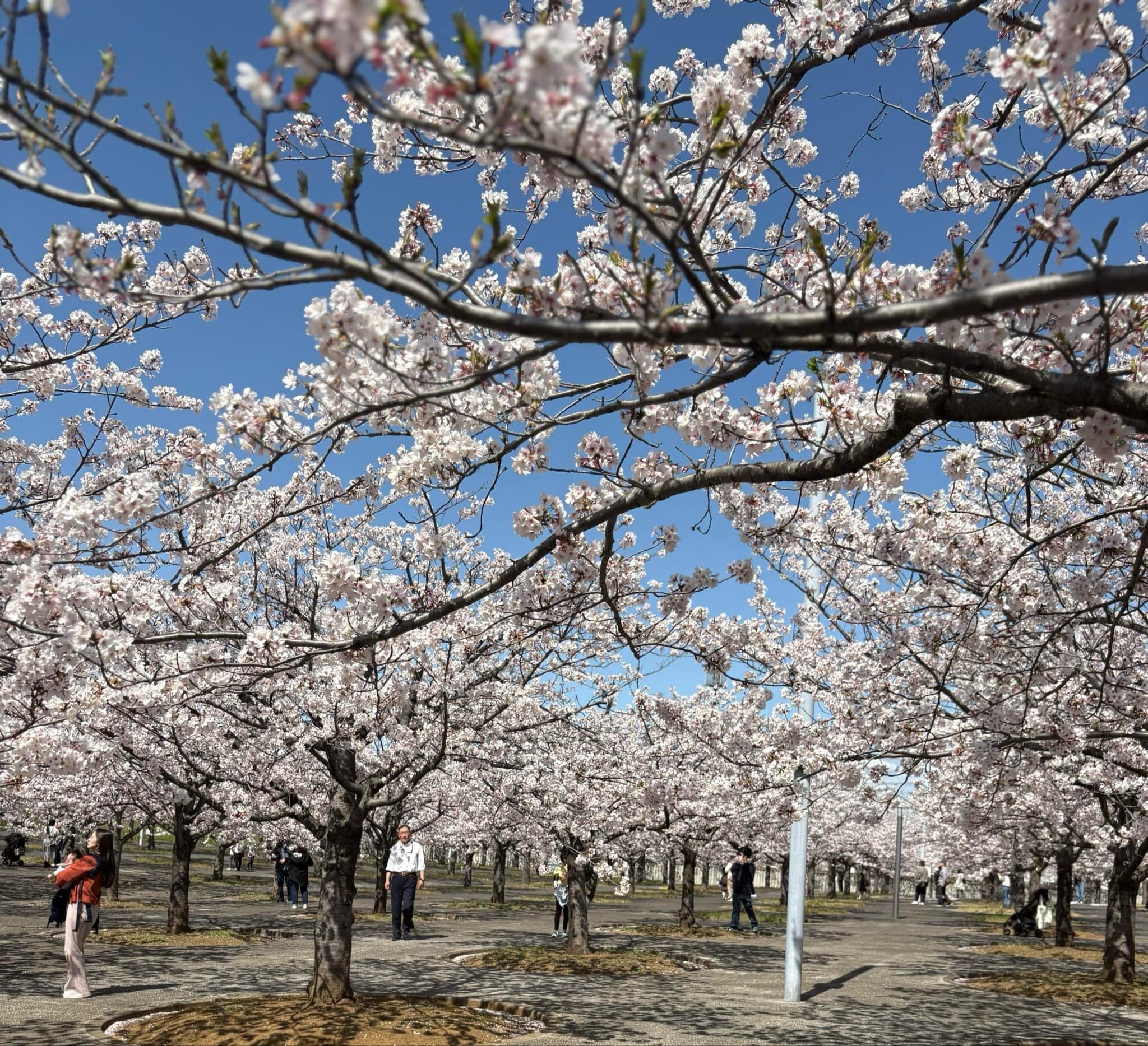 🏞️ 하나미가와 녹지 교통공원(하나미가와료쿠치코츠코엔) 이미지 5